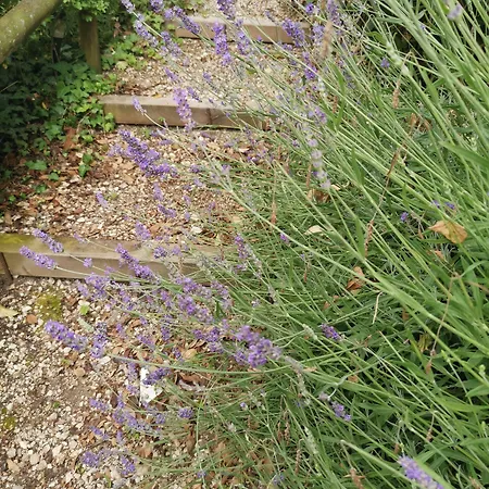 Le Betulle Bed & Breakfast *